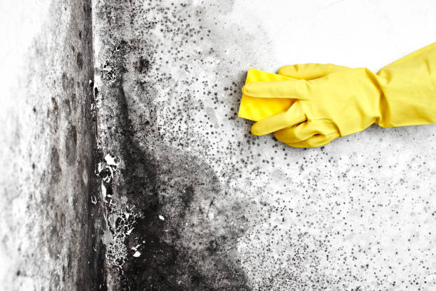 Best Mold Cleaning Services  in Twin Lakes, VA