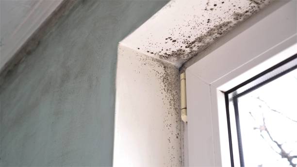 Best Mold Damage Repair  in Twin Lakes, VA