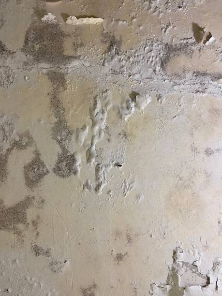 Best Mold Remediation  in Twin Lakes, VA