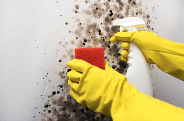 Best Local Mold Removal Service  in Twin Lakes, VA