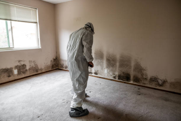 Mold Removal and Inspection in Twin Lakes, VA