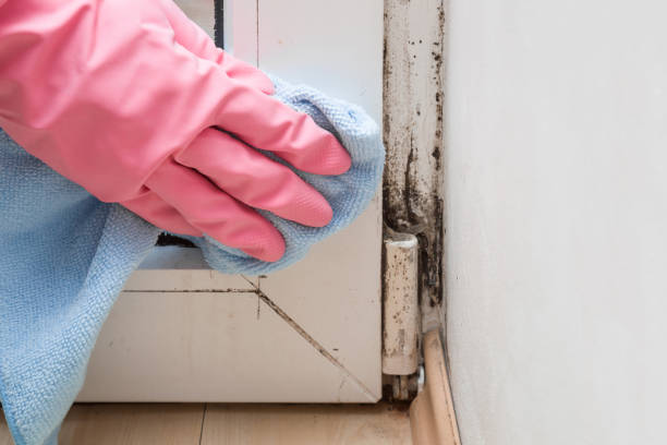 Best Toxic Mold Removal  in Twin Lakes, VA