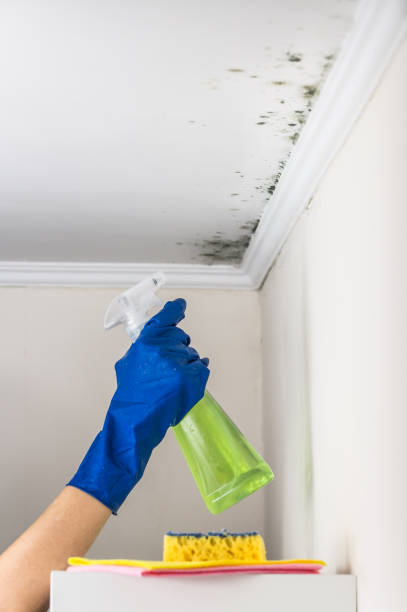 Mold Testing and Removal in Twin Lakes, VA