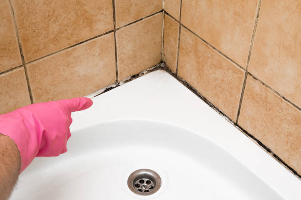 Best Mold Removal Company Near Me  in Twin Lakes, VA