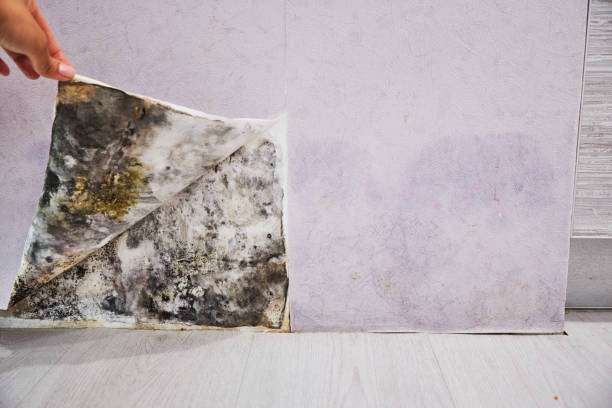 Best Best Mold Removal Companies  in Twin Lakes, VA